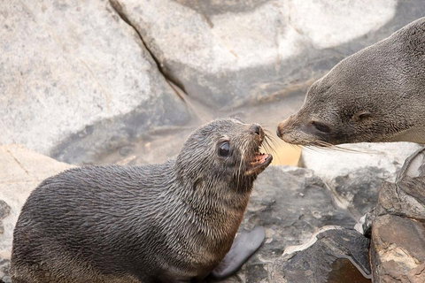 Kangaroo Island Luxury Small Group 'Flinders Chase Focus' Full Day Tour - Food Delivery Shop 2