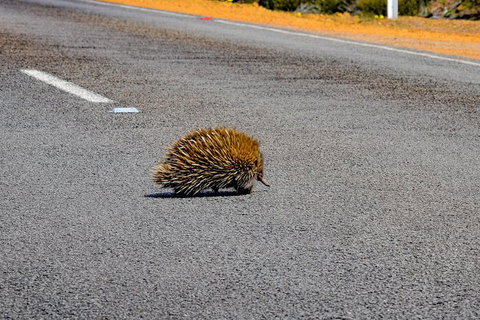 Kangaroo Island Luxury Small Group 'Flinders Chase Focus' Full Day Tour - Food Delivery Shop 3