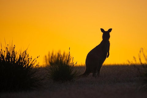 Kangaroo Island Luxury Small Group 'Flinders Chase Focus' Full Day Tour - Food Delivery Shop 5