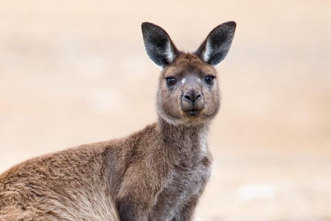 Kangaroo Island Luxury Small Group 'East End Explorer' Full Day Tour - Food Delivery Shop 1