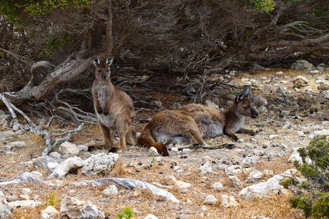 Kangaroo Island Luxury Small Group 'East End Explorer' Full Day Tour - Food Delivery Shop 4