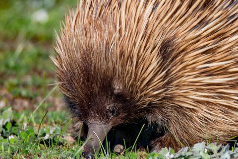 Kangaroo Island Luxury Small Group 'East End Explorer' Full Day Tour - Food Delivery Shop 5