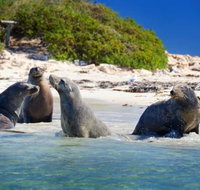 Dolphin Penguin and Sea Lion Cruise - Food Delivery Shop