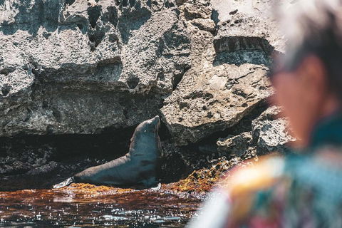 Adventure Rottnest Tour With Ferry & Adventure Cruise From Perth Or Fremantle - Food Delivery Shop 1