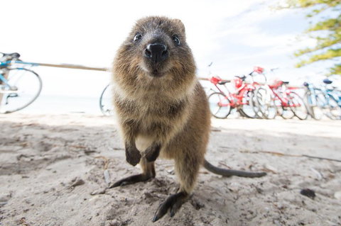 Rottnest Island Round-Trip Ferry From Perth Or Fremantle - Food Delivery Shop 3
