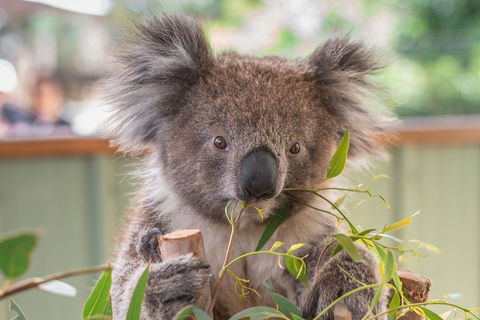 2-Day Great Ocean Road, Mornington Peninsula And Phillip Island Tour - Food Delivery Shop 2