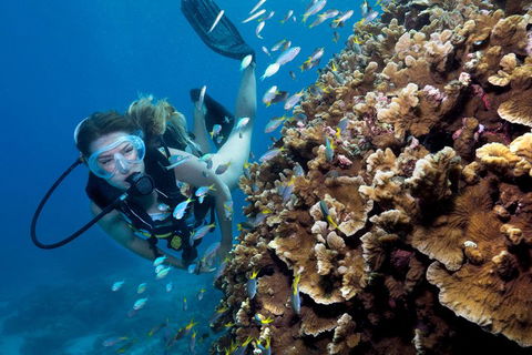 Great Barrier Reef Diving And Snorkeling Cruise From Cairns - Food Delivery Shop 1