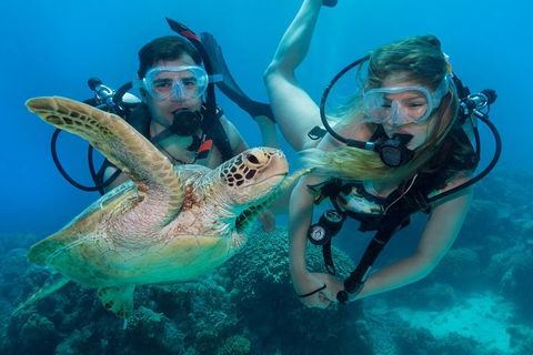 Great Barrier Reef Diving And Snorkeling Cruise From Cairns - Food Delivery Shop 4