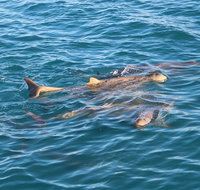 Roebuck Bay Snubfin Dolphin Cruise - Food Delivery Shop
