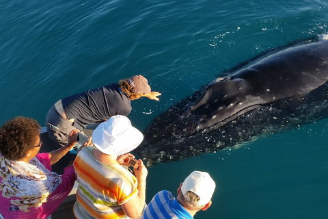 AOC Whale Watching From Broome - Food Delivery Shop 0