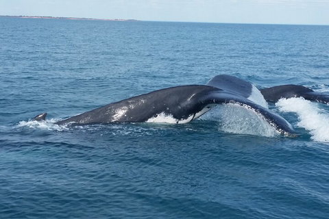 AOC Whale Watching From Broome - Food Delivery Shop 1