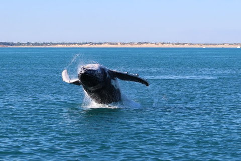 AOC Whale Watching From Broome - Food Delivery Shop 2