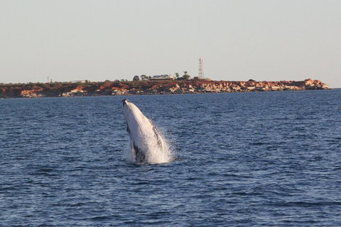 AOC Whale Watching From Broome - Food Delivery Shop 3