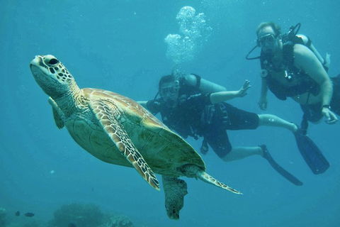 Ocean Freedom Great Barrier Reef Personal Luxury Snorkel & Dive Cruise, Cairns - Food Delivery Shop 4