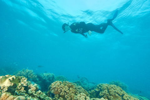 Ocean Freedom Great Barrier Reef Personal Luxury Snorkel & Dive Cruise, Cairns - Food Delivery Shop 5