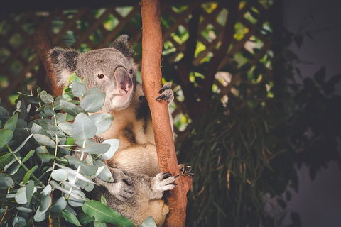 Small-Group Blue Mountains Day Trip From Sydney With Wildlife Park - Food Delivery Shop 2