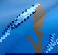 Kangaroo Island 75-Minute Ocean Safari - Food Delivery Shop