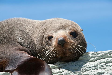Kangaroo Island 75-Minute Ocean Safari - Pet Food Australia 1