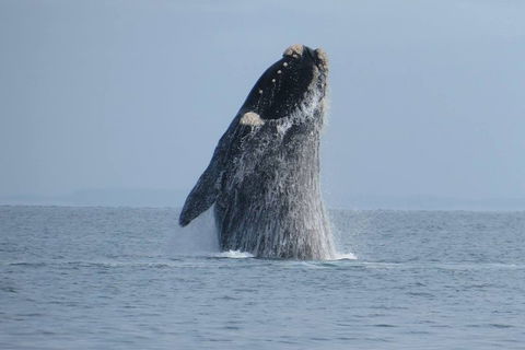 Kangaroo Island 75-Minute Ocean Safari - Pet Food Australia 2