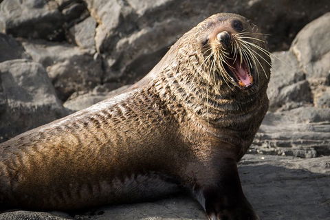 Kangaroo Island 75-Minute Ocean Safari - Pet Food Australia 5