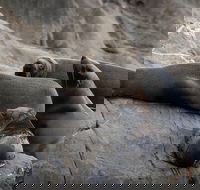 Kangaroo Island Ocean Safari - Snorkeling Safari - Food Delivery Shop