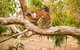 3 Day Port Lincoln And Coffin Bay Private Tour - thumb 5
