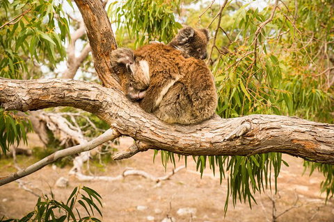3 Day Port Lincoln And Coffin Bay Private Tour - Food Delivery Shop 5