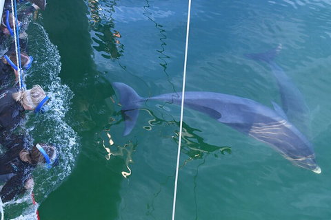 Dolphin Cruise From Adelaide With Optional Dolphin Swim - Food Delivery Shop 0