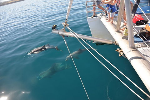 Dolphin Cruise From Adelaide With Optional Dolphin Swim - Food Delivery Shop 1