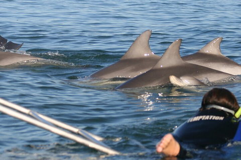 Dolphin Cruise From Adelaide With Optional Dolphin Swim - Food Delivery Shop 2
