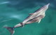 Dolphin Cruise From Adelaide With Optional Dolphin Swim - thumb 4