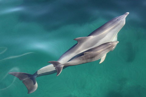 Dolphin Cruise From Adelaide With Optional Dolphin Swim - Food Delivery Shop 4