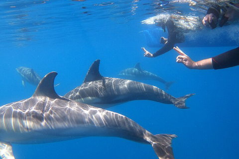 Dolphin Cruise From Adelaide With Optional Dolphin Swim - Food Delivery Shop 5
