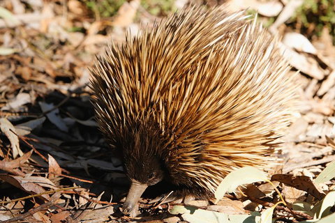 Kangaroo Island In A Day Tour From Adelaide - Food Delivery Shop 2