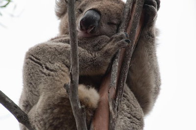 2-Day Kangaroo Island 4WD Small-Group Tour from Adelaide