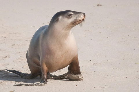 2-Day Kangaroo Island 4WD Small-Group Tour From Adelaide - Food Delivery Shop 4