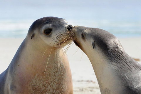 2 Day Ultimate Kangaroo Island With Return Ferry - Food Delivery Shop 2