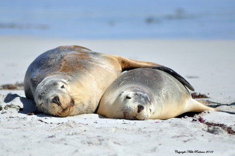 NEW TOUR - Kangaroo Island Road To Recovery Tour (1 Day/1 Night) - Food Delivery Shop 1