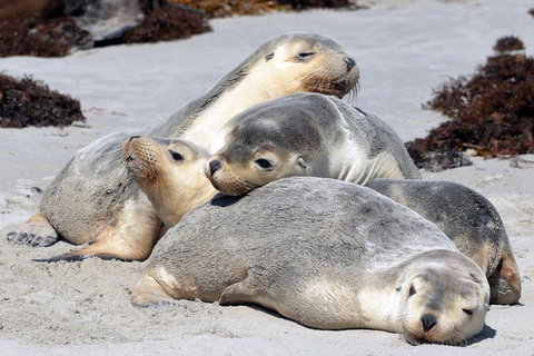 Small-Group Kangaroo Island 4WD Tour From Adelaide - Food Delivery Shop 1
