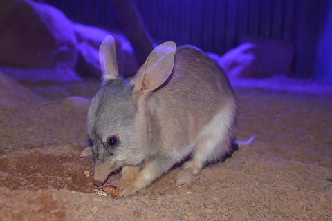 Kuranda Wildlife Experience Three Attraction Pass - Food Delivery Shop 0