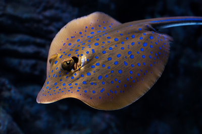 Cairns Aquarium Tour by Twilight with Drink and Appetiser