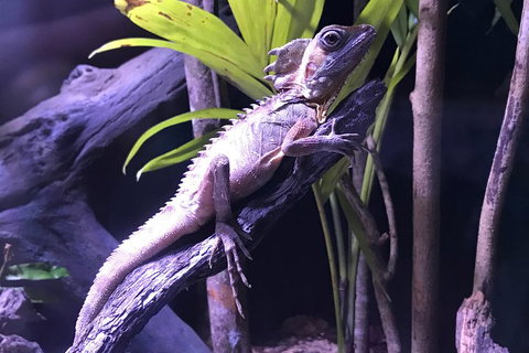 Cairns Aquarium Admission Ticket - Food Delivery Shop 0