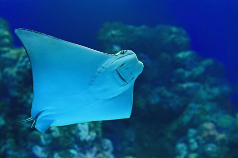 Cairns Aquarium Admission Ticket - Food Delivery Shop 2