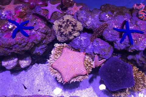 Cairns Aquarium Admission Ticket - Food Delivery Shop 5