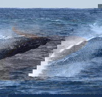 Whale Watching by Sea World Cruises - Food Delivery Shop