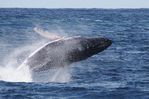 Whale Watching By Sea World Cruises - Pet Food Australia 0