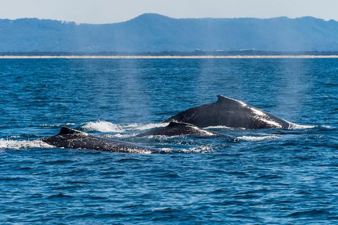 Whale Watching By Sea World Cruises - Pet Food Australia 4