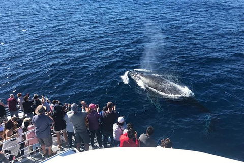Whale Watching By Sea World Cruises - Pet Food Australia 5