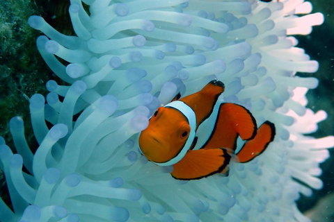 Seastar Luxury Outer Great Barrier Reef Island And Reef Tour From Cairns - Pet Food Australia 0