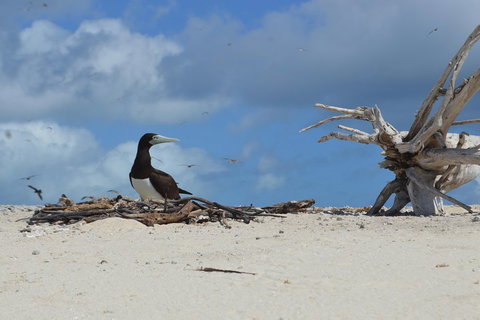 Seastar Luxury Outer Great Barrier Reef Island And Reef Tour From Cairns - Pet Food Australia 1